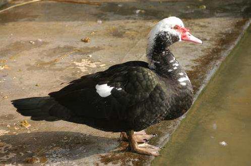 高清童年常见飞禽篇(值得珍藏)