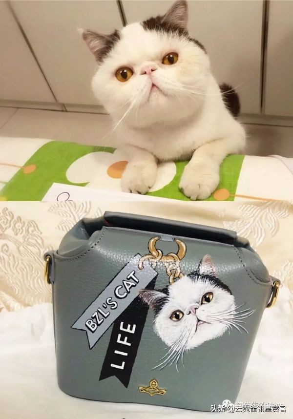 大家的包包和宠物,都太可爱了!