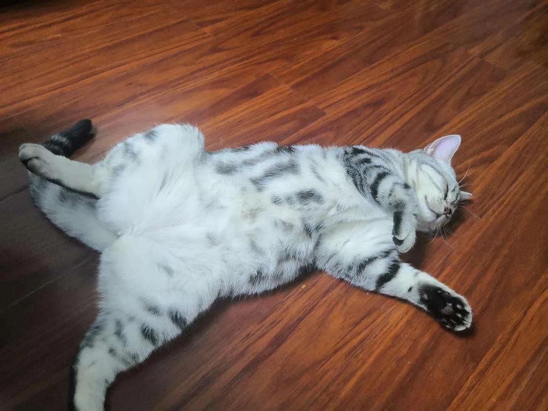 天气热怎么给猫散热,猫怕热怎么办最有效的方法