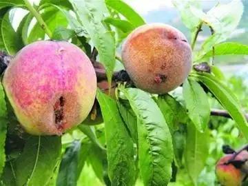 梨大食心虫危害图片,梨小食心虫对樱桃有哪些危害