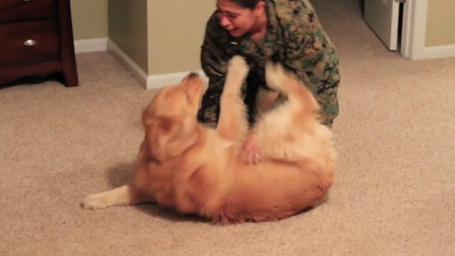 我的狗怎么老是发抖,狗狗一直叫很吵怎么办