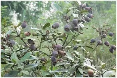 4个小生意能赚大钱想致富别错过,100个水果创业项目介绍