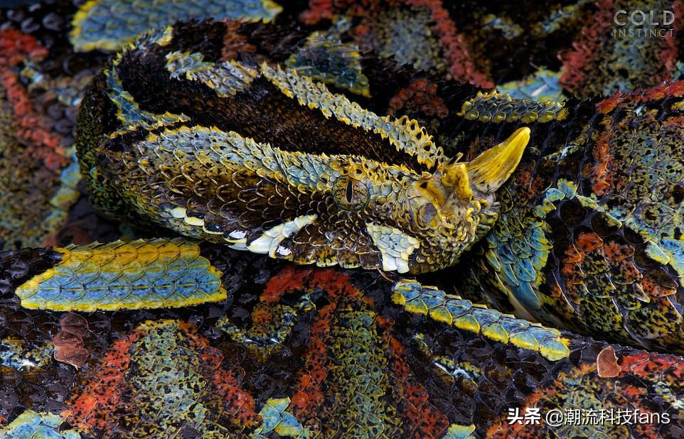 盘点那些美丽的动物,美丽且濒危的动物