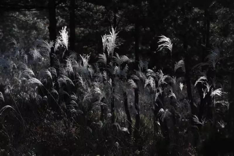 延安黄陵：醉美金秋仙遇黄陵