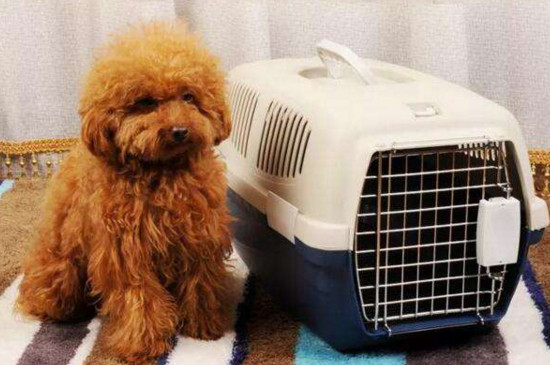 狗狗如何托运避免死亡,狗狗怎么托运最便宜