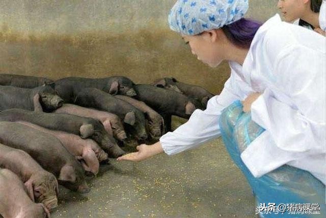 母猪乳房炎最快的治疗方法,母猪乳房炎快速治疗的用法和用量