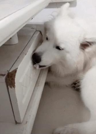 萨摩耶可爱背后的真相你了解吗,养萨摩耶的真实心酸