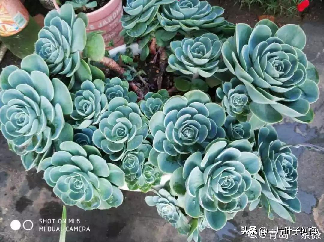 哪些多肉适合养老桩?多肉老桩摆窗台最精致了,看一眼就忘不了