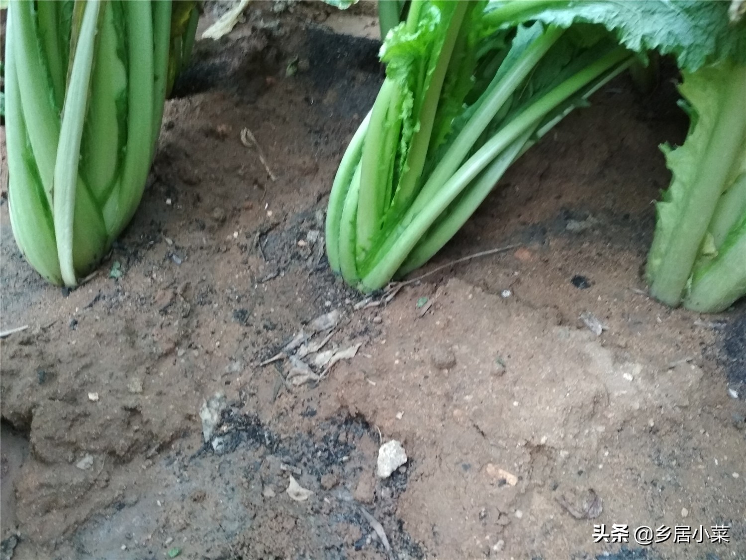 白菜上面有夜蛾幼虫怎么办,白菜上的白蛾怎么消灭