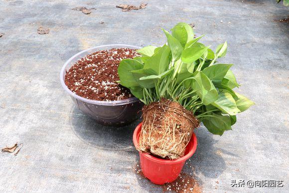 绿萝黄叶加什么改善,绿萝有黑斑点和黄叶怎么补救