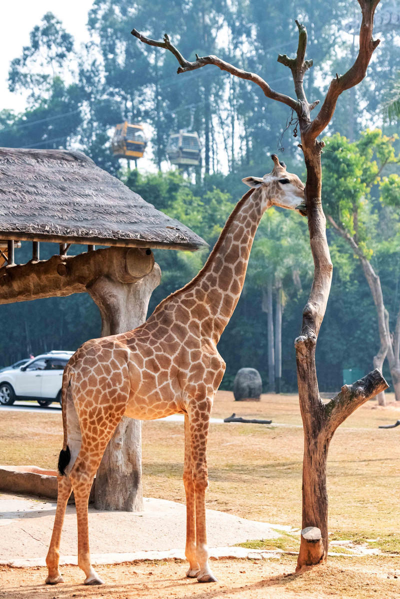 玩转广州长隆野生动物世界之行,广州长隆动物世界游玩攻略图