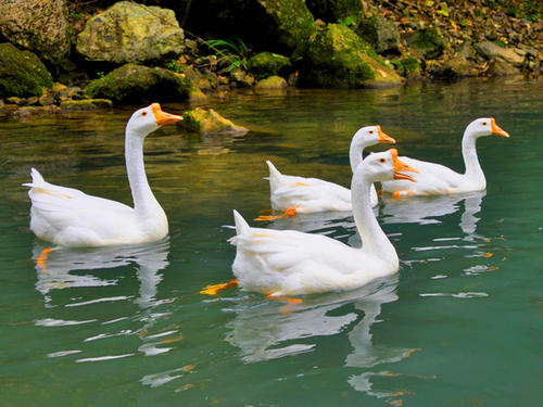 小神童骆宾王写咏鹅的故事,小学生咏鹅诗歌