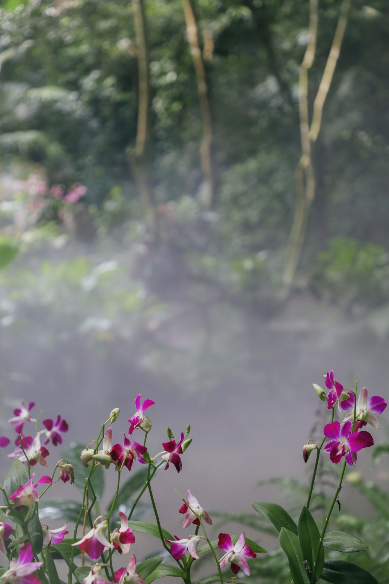 呀诺达雨林探险是什么,三亚呀诺达雨林正规吗