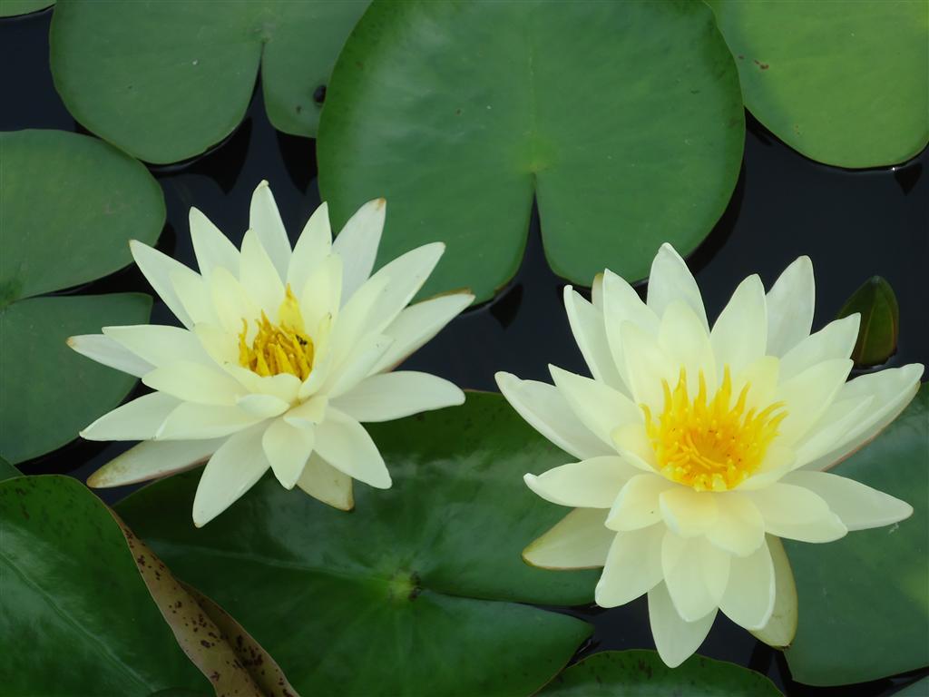 盆养睡莲的养殖方法,盆养睡莲