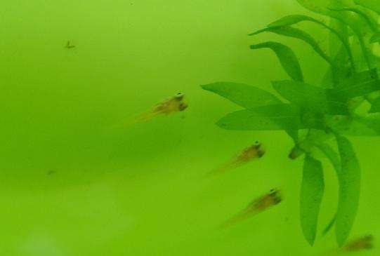 绿水养金鱼好还是清水养金鱼好,用什么水养金鱼最好