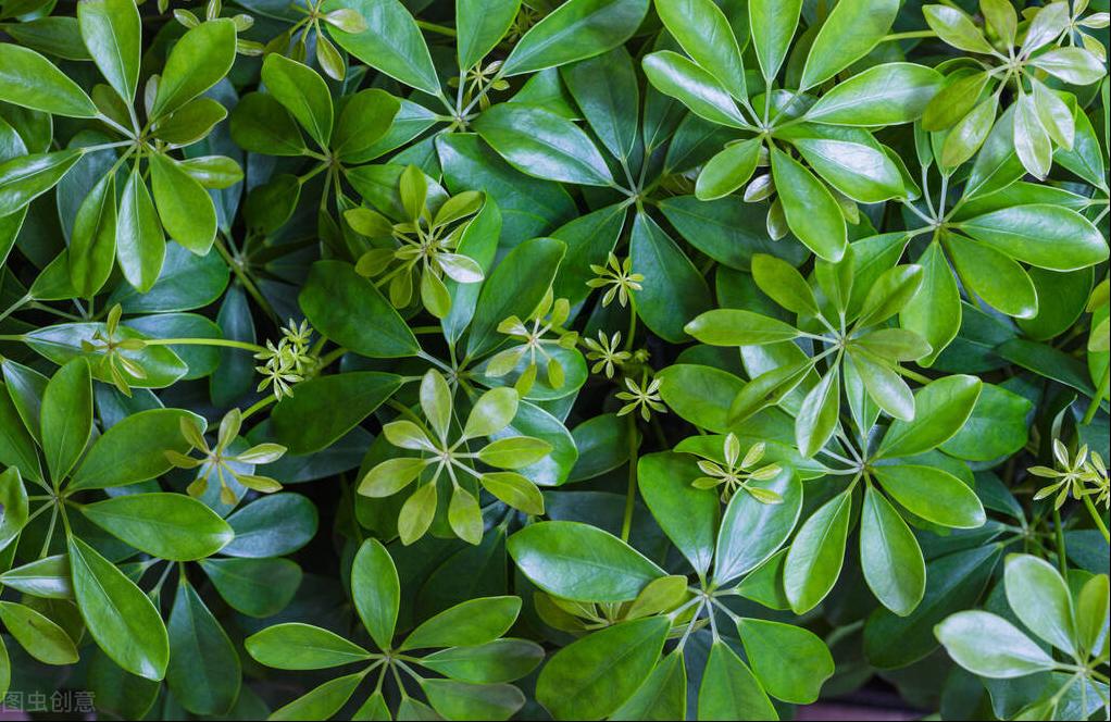 八方来财怎么养才能旺盛,八方来财怎么养才长得快