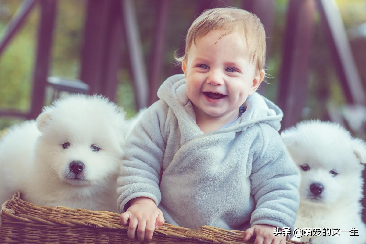 微笑天使萨摩耶有多乖,微笑天使萨摩耶优缺点