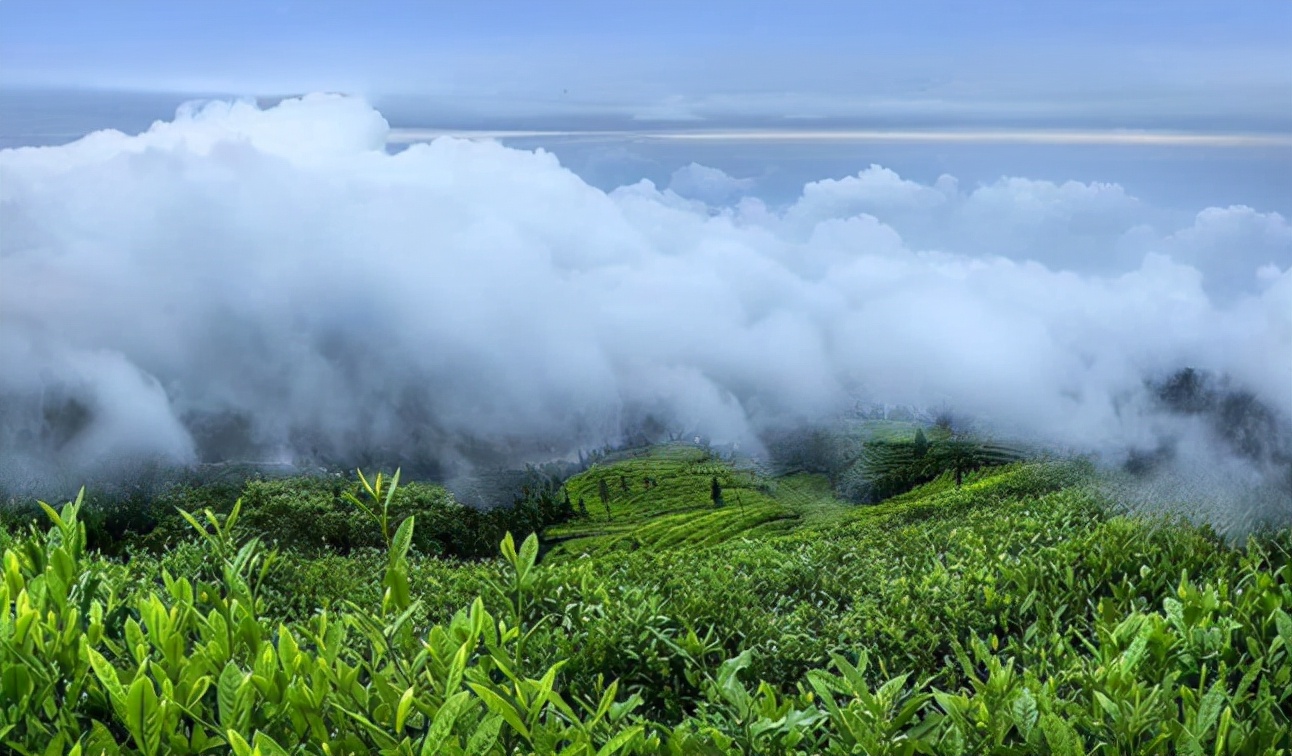 普洱茶四大产区和六大茶山,普洱茶六大产区和六大茶山地图