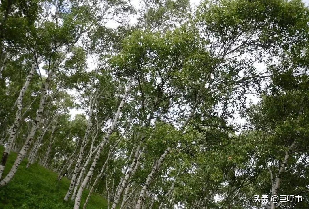 用实际行动向全国医护人员致敬!内蒙古这处旅游景区太“豪横”