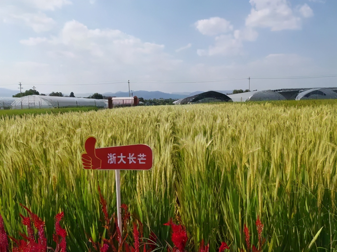 稻田玩出新花样,农田玩出新花样