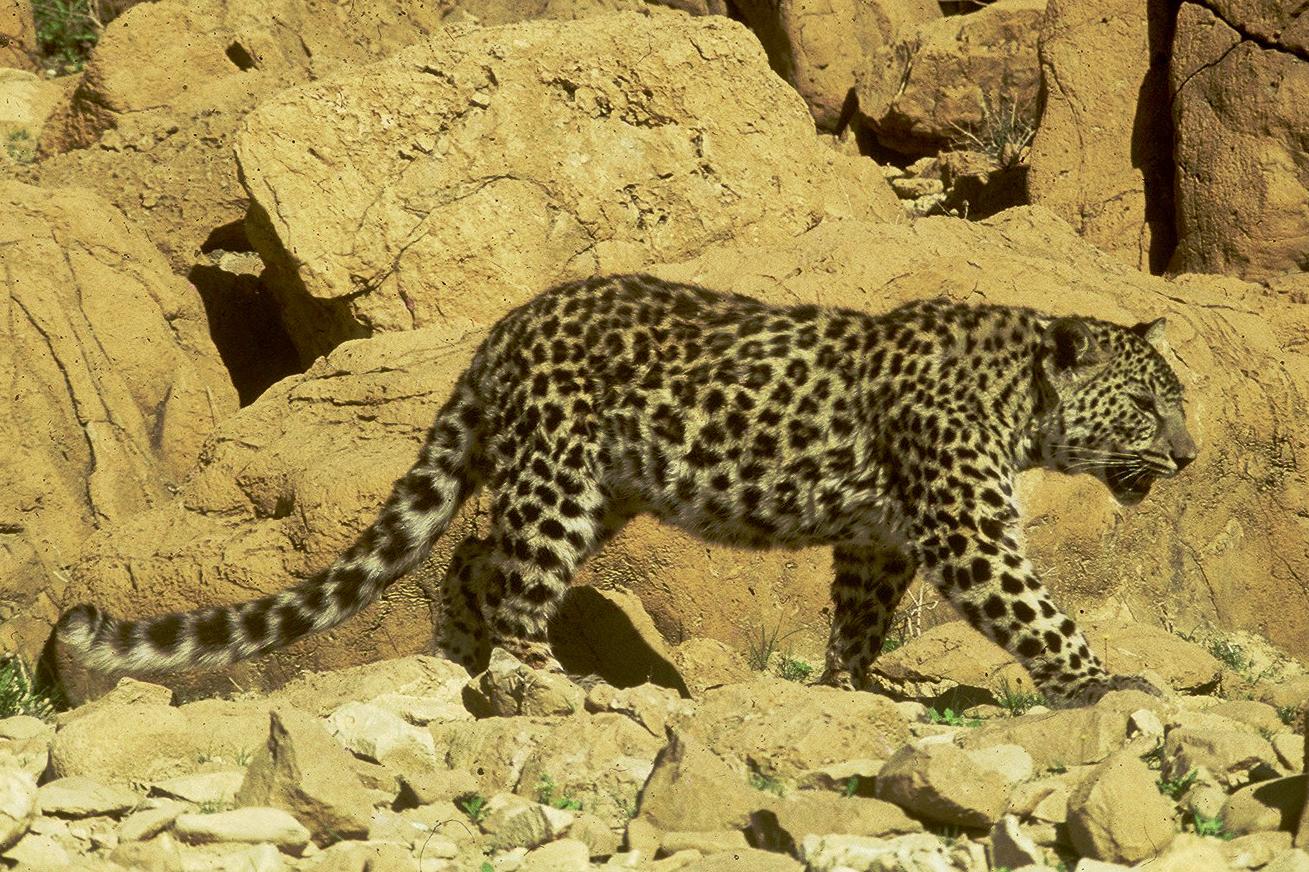 豹的所有亚种,世界上最强大的豹是哪一种豹