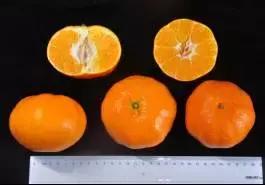 柑橘新优优缺点,设施柑橘新品种优缺点