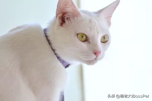 猫咪身上有绦虫人会感染吗,猫咪身上一定有弓形虫吗