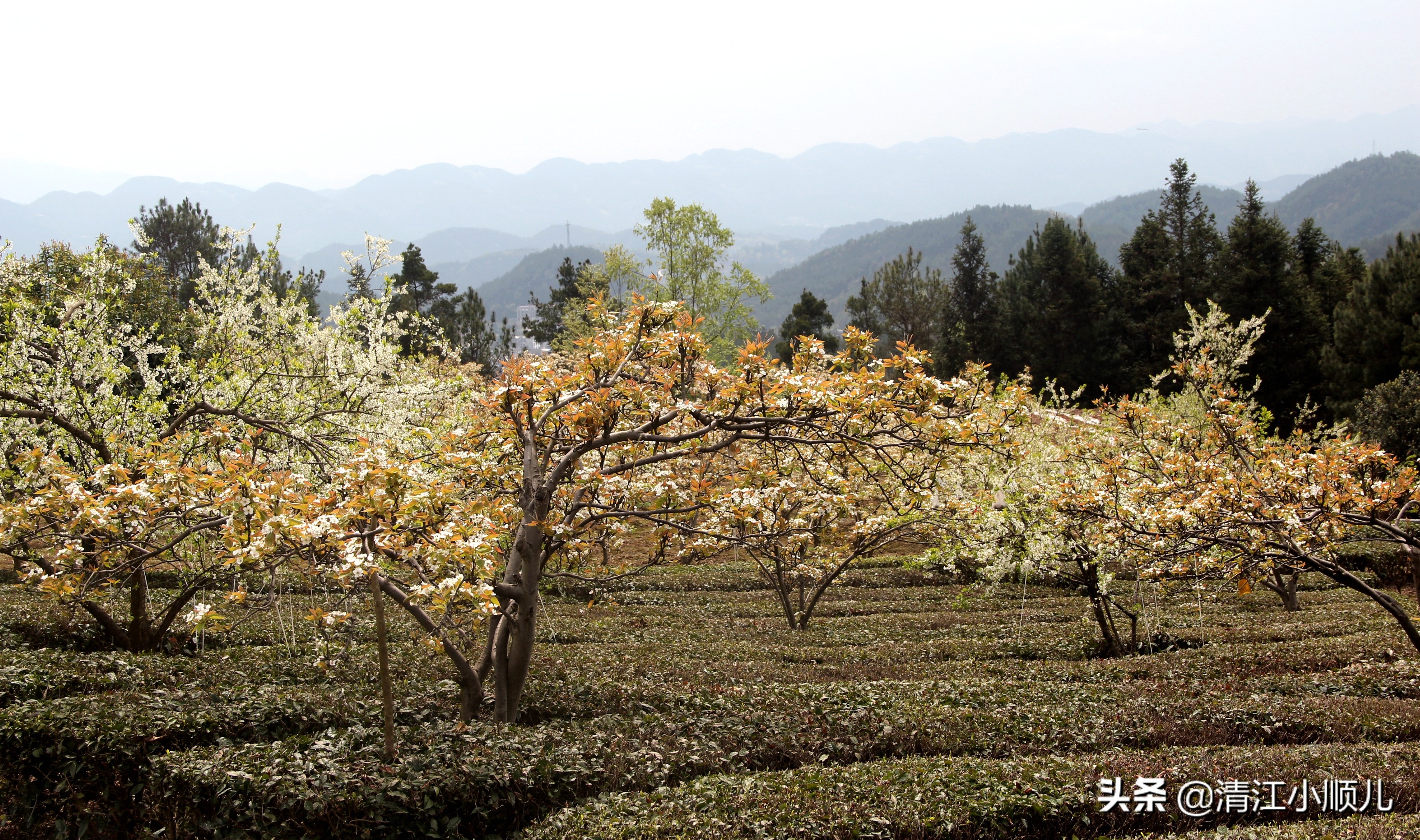 种植百亩茶园前景,100亩茶园经营技巧