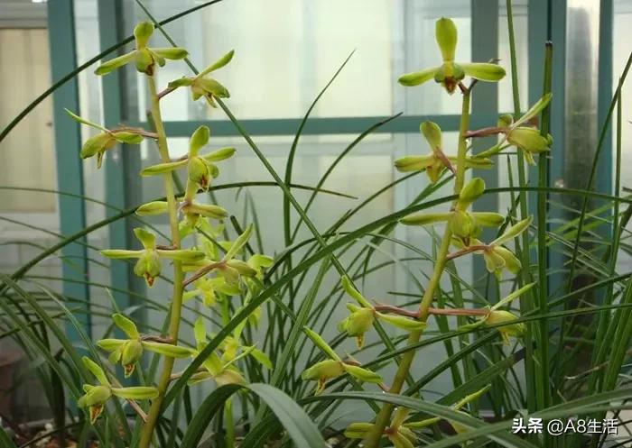 长寿梅蕙兰怎么种植,蕙兰老八种兰花哪一种最好