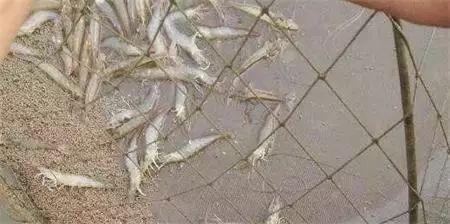 南美白对虾进食慢是什么原因,南美白对虾慢料解决方案