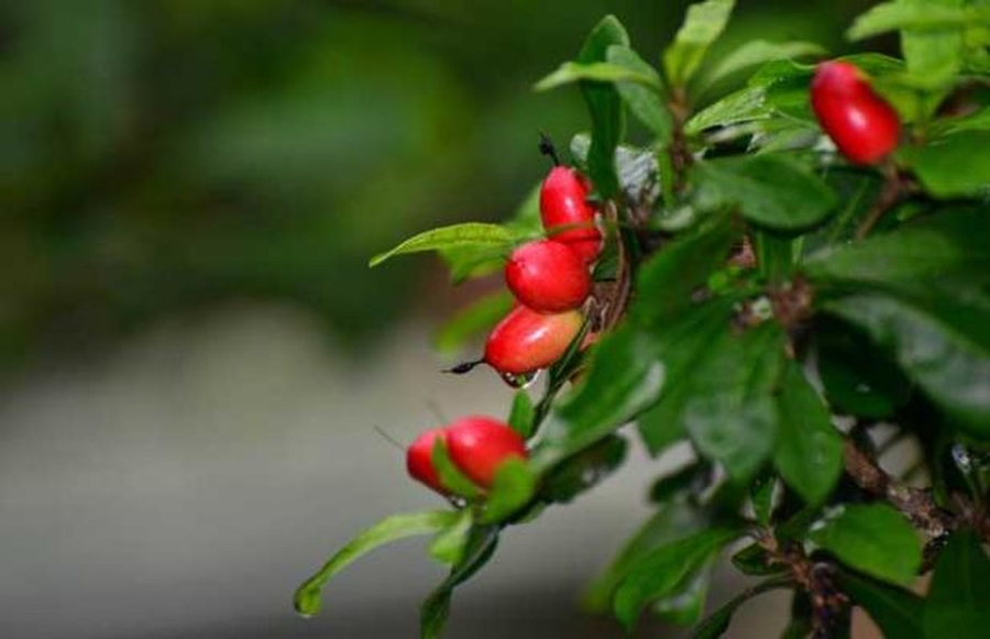 中国国礼水果有哪些,被当国礼送给我国的化妆品