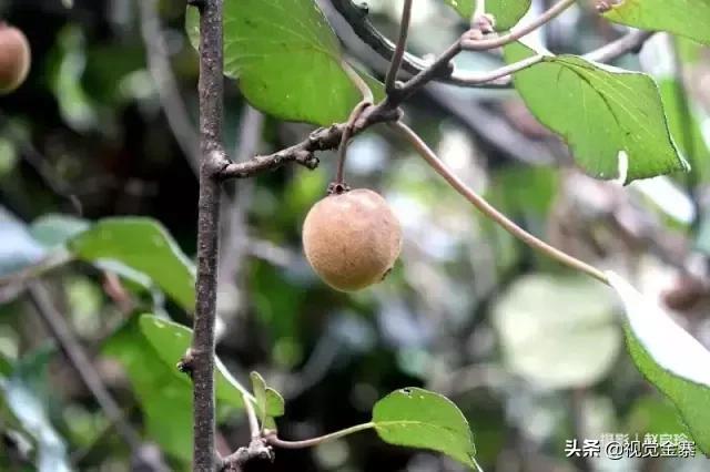 六安山上的野生猕猴桃,野生猕猴桃大山里大自然的馈赠