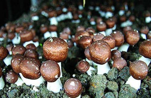 林下巴西菇种植技术,巴西菇的种植方法