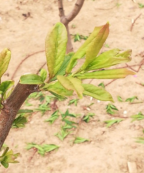 恐龙蛋李子选用啥品种的授粉树,李子恐龙蛋的品种名字及图片大全