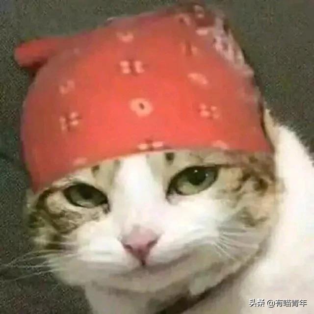 猫咪在啪啪啪的时候,究竟爽不爽?