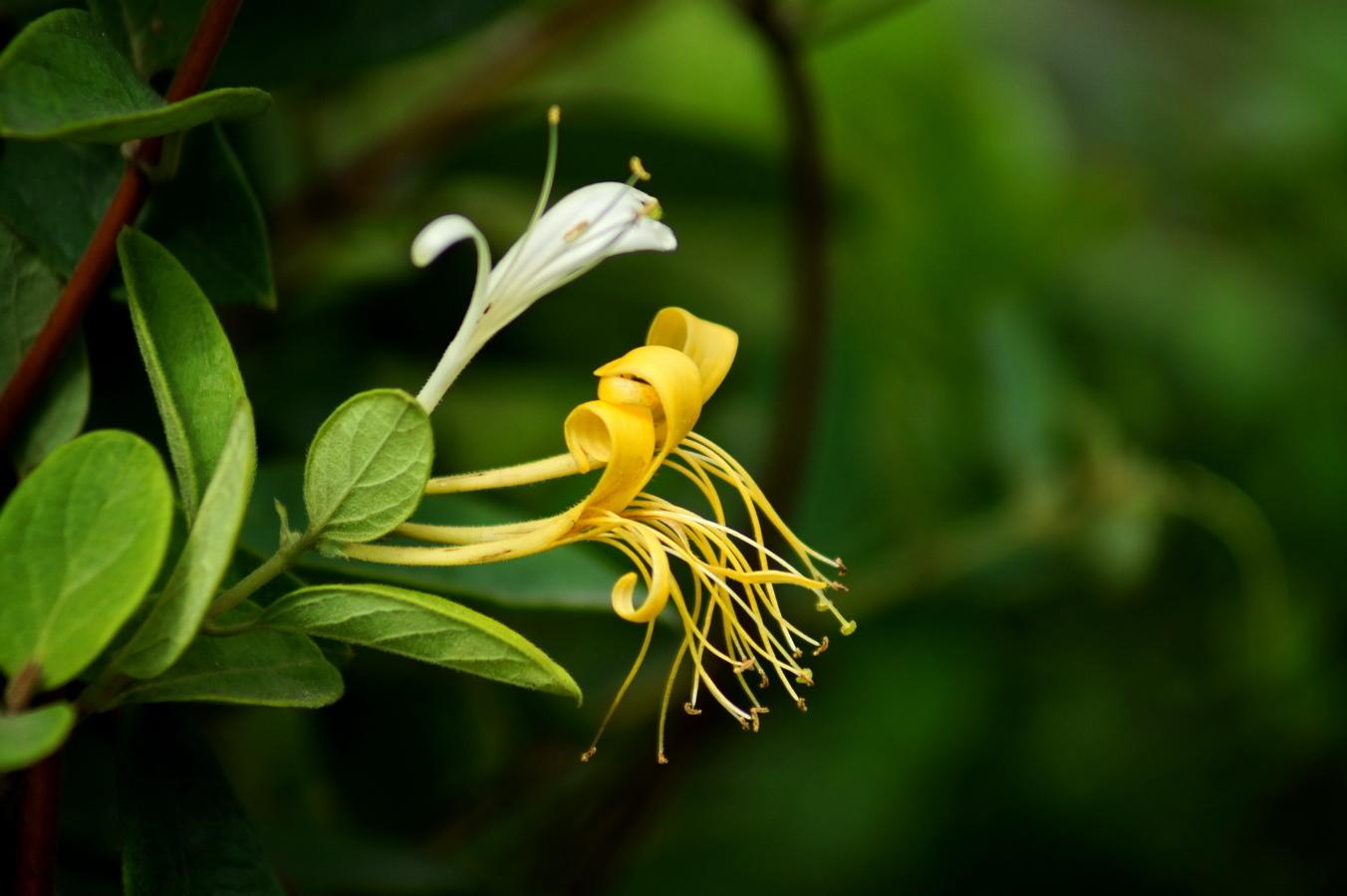 有哪些可以用来泡茶的绿植,净化室内空气的十款绿植