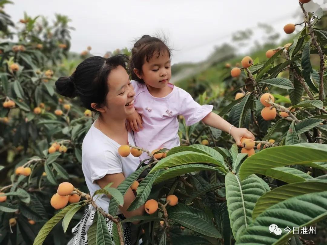 淮口好玩,金堂淮口枇杷