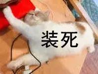 人家说是做会计的我怎么回答,别人问你工作做财务幽默回答