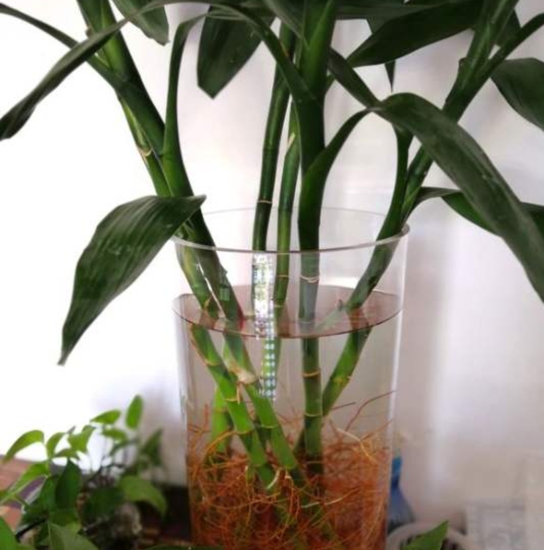 富贵竹叶片泛黄怎么救活,富贵竹叶片尖发黄怎么办