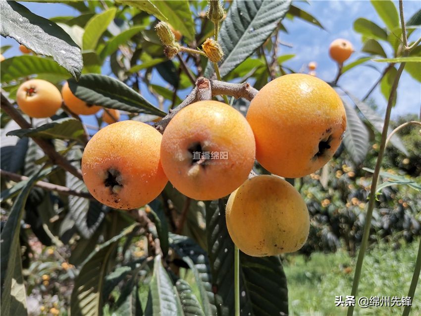 哪个地区的大五星枇杷口感最好,绵阳北川圣灯山枇杷