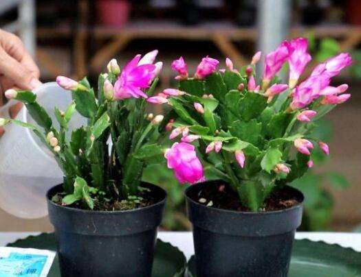 蟹爪兰长出花苞后怎么养护,火龙果嫁接的蟹爪兰花苞干瘪坏死