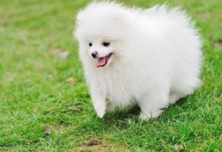 小博美腿突然僵硬了怎么回事,小博美后腿有点瘸怎么回事