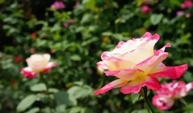 一万年一次的2020520;一起认识100种玫瑰~别送错啊