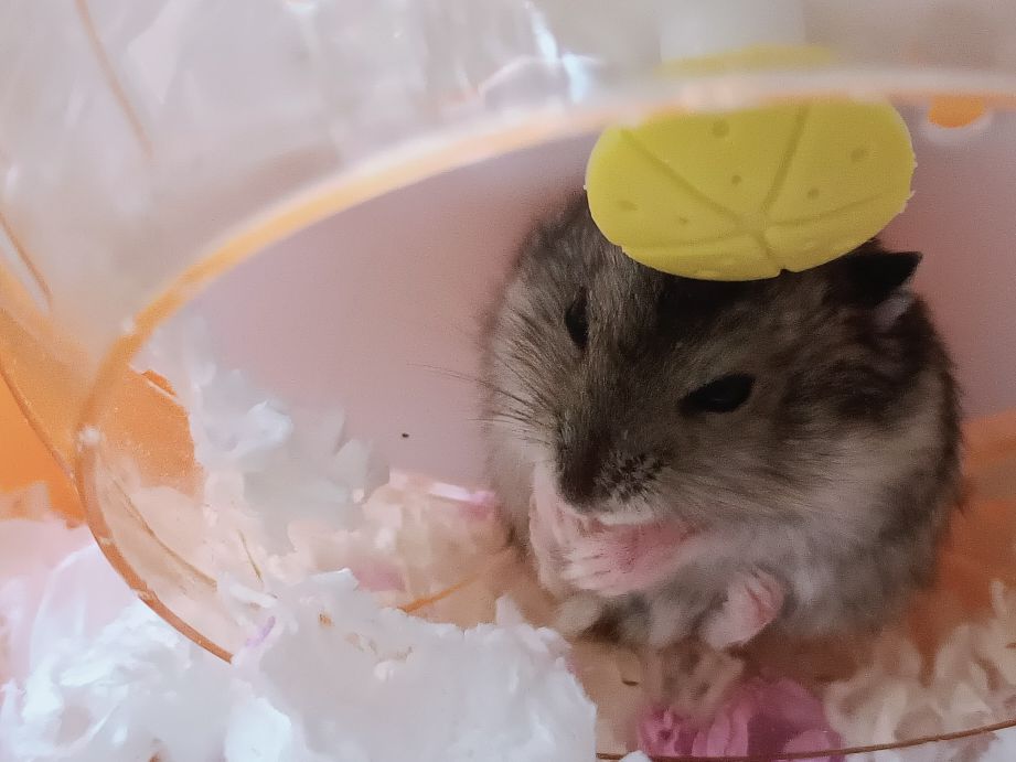 仓鼠怎么养才会怀孕要注意什么,怀孕的小仓鼠应该注意什么