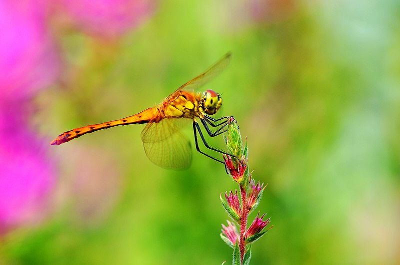 铚昏湏鎭嬭姳鍥剧墖澶у叏,铚昏湏鎭嬭姳鏂囨