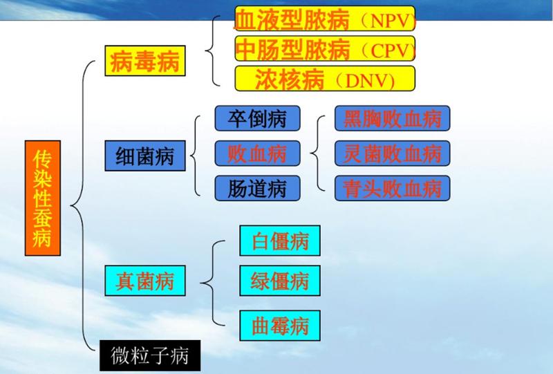 养蚕及蚕病防治知识,蚕脓病如何治疗