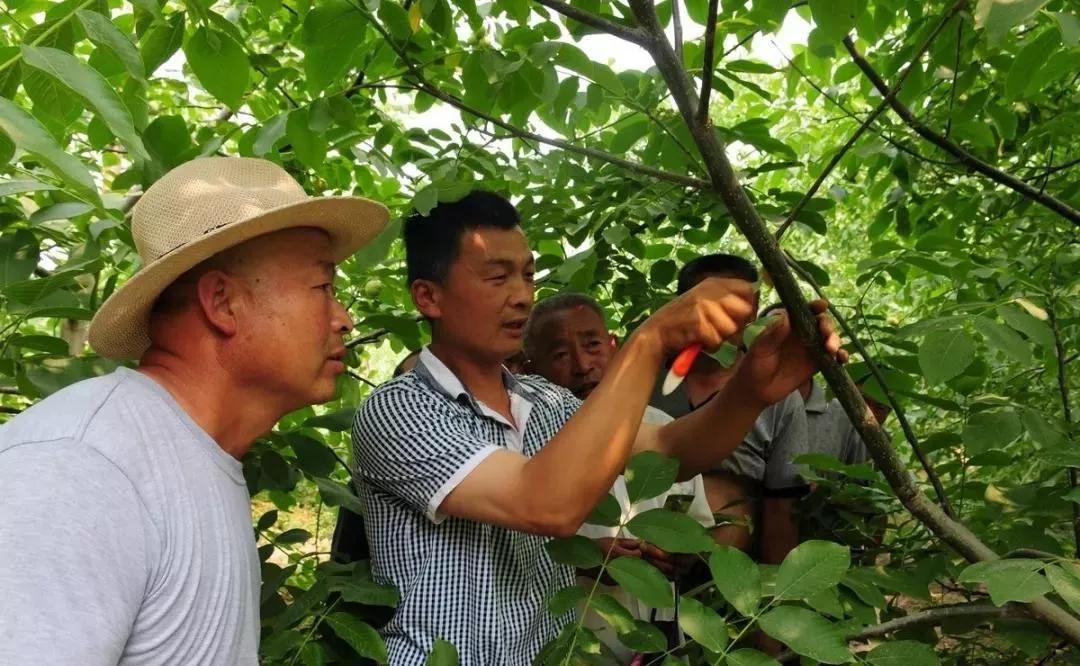 文玩核桃分类及特征,文玩核桃的种类和特点