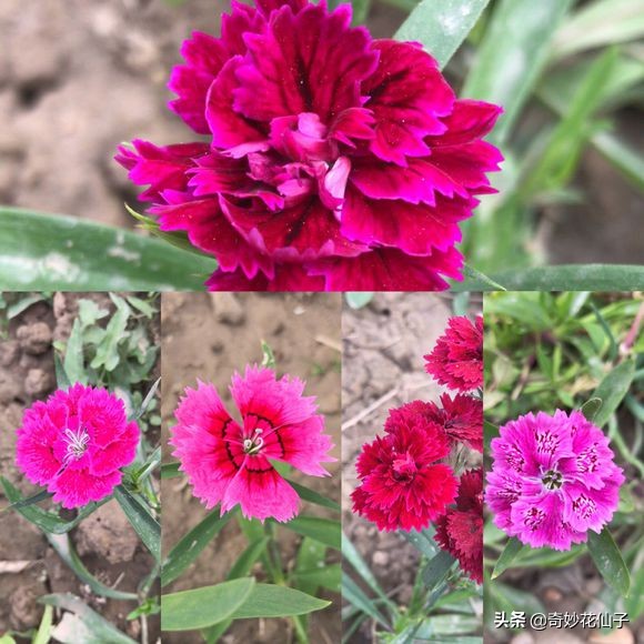 石竹花属于什么花卉,各种石竹花的品种和图片