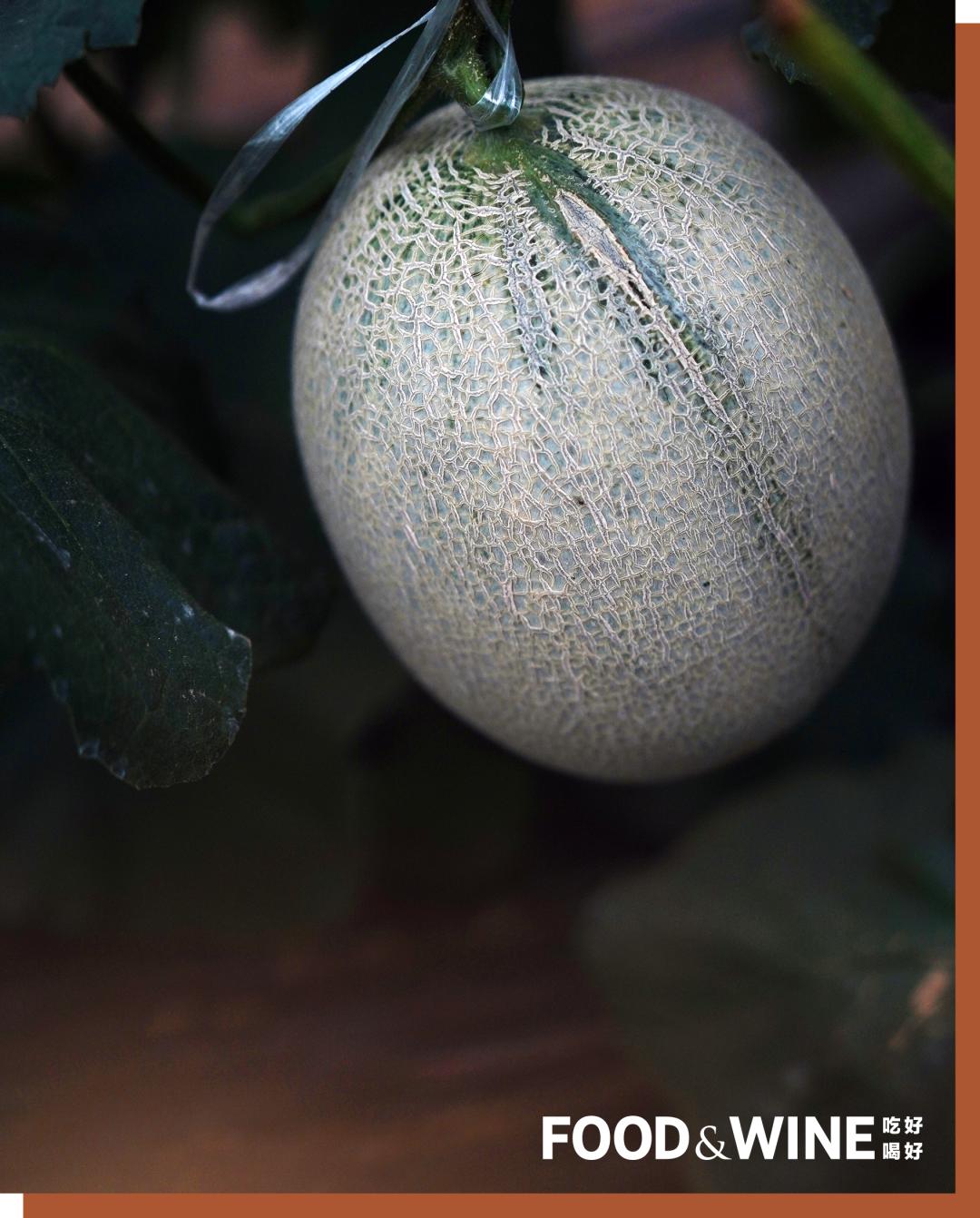 有机蔬菜为什么这么难,有机蔬菜如何种植