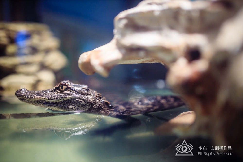 鳄鱼宝宝好用吗,鳄鱼宝宝婴儿用着怎么样